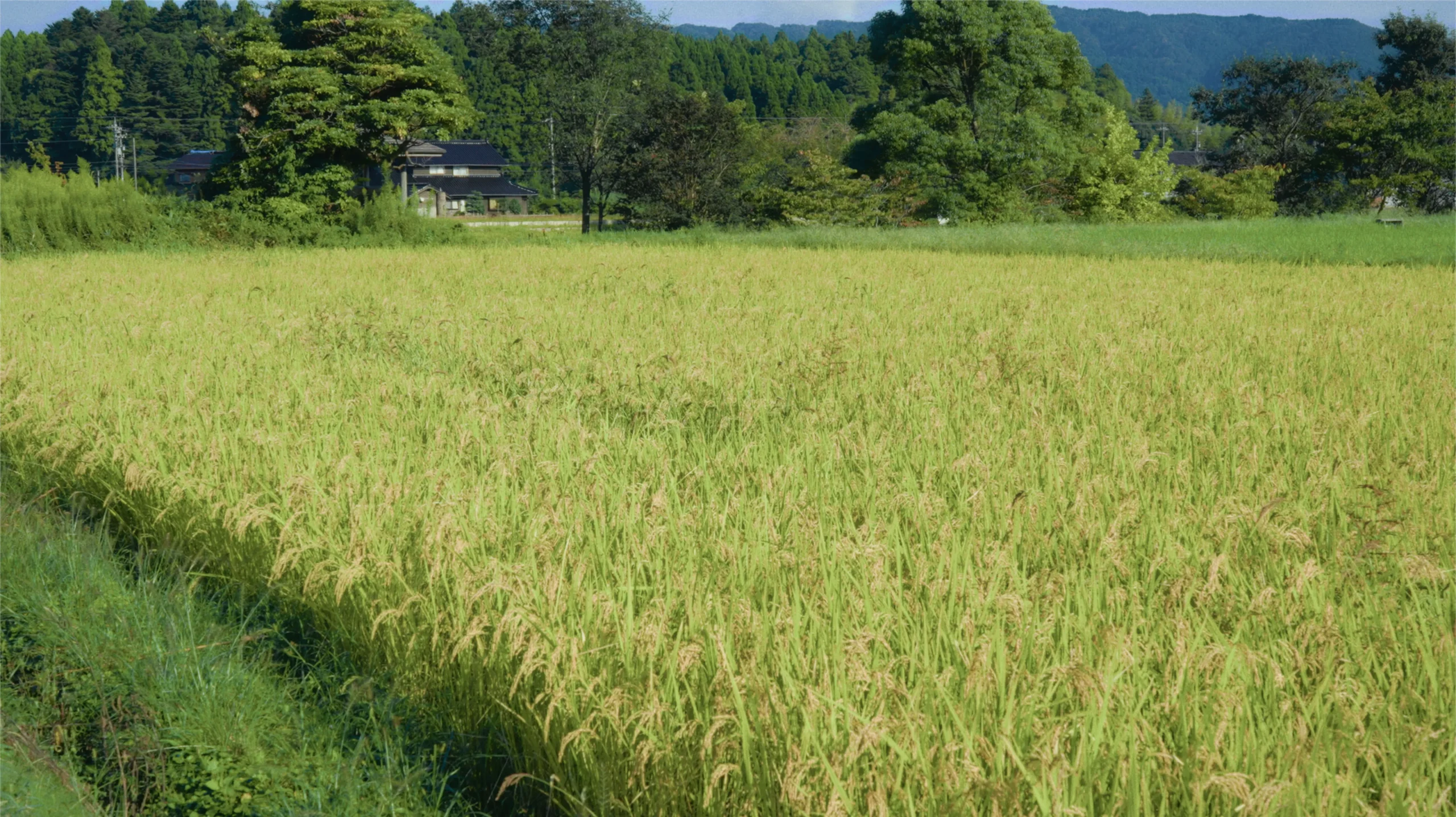 CoL colorgradingのノードをあてた画像